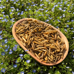 Vers à 100% naturels en vrac, riches en calcium, insectes comestibles, larves de mouches soldat noires séchées pour poissons et poulets - Product Image 1
