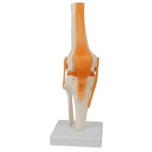 Modelo de Función de Articulación de Rodilla Humana, Modelo de Articulación Esquelética Humana - Product Image 1