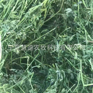 Heno de Avena Premium, Heno de Alfalfa, Alimento para Conejos con Alto Contenido de Fibra, para Cobayas, Chinchillas y Animales Pequeños, Ecológico, Jinchang, Gansu - Product Image 1