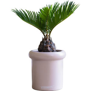 Mini plante verte artificielle Cc 2024 avec <span class=keywords><strong>pot</strong></span> <span class=keywords><strong>en</strong></span> céramique, plante décorative pour bureau, hôtel, restaurant, 037 - Product Image 1