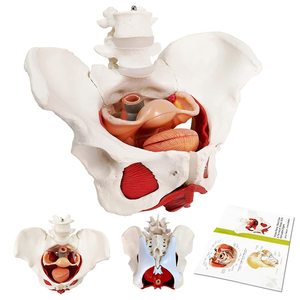Weibliches Becken- und Perineum-Modell mit herausnehmbaren Organen, magnetischer Befestigung, anatomisches Modell der Beckenbodenmuskulatur und Gebärmutter - Product Image 4