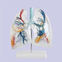 Modèle d'anatomie du segment lunaire transparent de la science médicale modèle avancé de médecine lunaire humaine avec structure d'arbre bronchique
