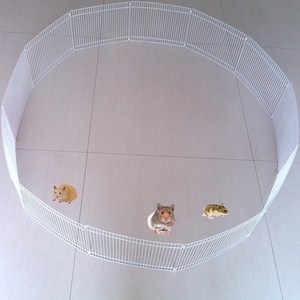 Golden Bear erizo conejillo de indias mascota valla suelta actividad libre gran espacio <span class=keywords><strong>Parque</strong></span> Deportivo - Product Image 3