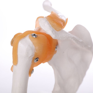 Tamaño de la naturaleza Pvc de alta calidad anatomía ósea humanos Durable modelo de <span class=keywords><strong>esqueleto</strong></span> - Product Image 4