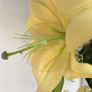 Prescription correctrice professionnelle de résine, lentille de laboratoire optique soutien-gorge plat, résine photochromique 1.56 - Product Image 2