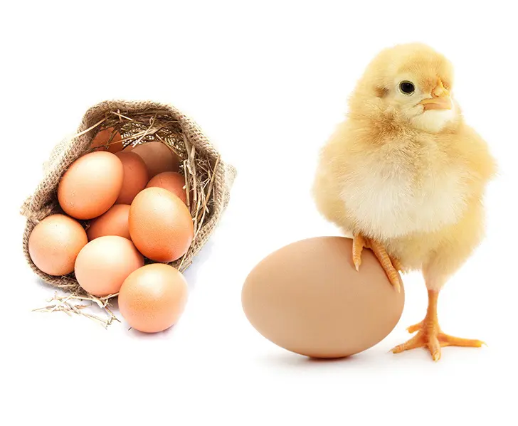 Telur Otomatis Digunakan Ayam Penetas Telur Terbaik Jual Otomatis Kontrol Cerdas Penetas Telur Unggas