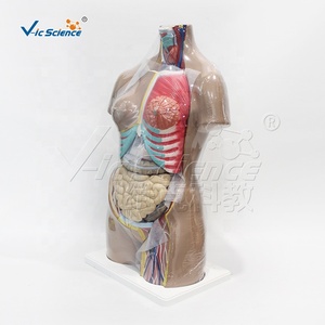 แบบจำลอง<span class=keywords><strong>ก</strong></span>ายวิภาคศาสตร์ลำตัวมนุษย์ขนาด 85 ซม. พร้อมชิ้นส่วนที่ถอดออกได้ 27 ชิ้น สำหรับ<span class=keywords><strong>ก</strong></span>ารเรียนการสอนทาง<span class=keywords><strong>ก</strong></span>ารแพทย์ - Product Image 2
