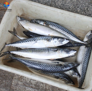 Fengxiang 2-Piece Fish Opening <b>Machine</b> Center <b>Split</b> For Fish ≤120 mm 40-60 pcs/min - Product Image 2
