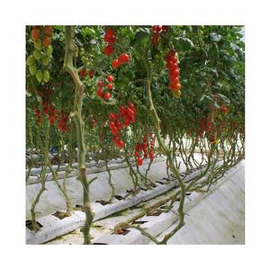 Bolsas de Cultivo de Fibra de Coco <span class=keywords><strong>para</strong></span> Invernaderos Hidropónicos, Bolsas de Cultivo de Coco <span class=keywords><strong>para</strong></span> Tomates Hidropónicos - Product Image 3