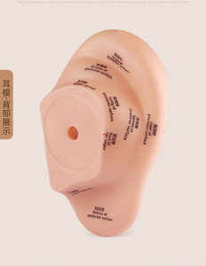Matériel en PVC de haute qualité modèle <span class=keywords><strong>d</strong></span>'<span class=keywords><strong>acupuncture</strong></span> <span class=keywords><strong>d</strong></span>'oreille souple Guide <span class=keywords><strong>d</strong></span>'enseignement TCM apprendre le modèle de <span class=keywords><strong>massage</strong></span> auriculaire - Product Image 2