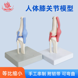 Modèle naturel de l'articulation du genou humain, démonstration pédagogique médicale, modèle articulaire et osseux pour la communication médecin-patient - Product Image 5