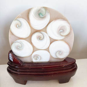 Cristales de Concha Fósil Tallados, Piedras Curativas, Placa Redonda de Concha Fósil en Venta, Novedad en Oferta - Product Image 4