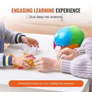 Modelo de Cráneo Humano de PVC Pintado a Tamaño Real, 22 Partes, Recurso de Enseñanza de Anatomía y Ciencias Médicas, Venta al Por Mayor DB - Product Image 3