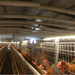 Kuş yetiştirme için yeni hayvan Broiler kafes yetiştirme sistemi otomatik tavuk çiftliği ekipmanları - Product Image 2