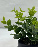 Meilleures ventes : Bouquet d'herbe d'eucalyptus artificielle écologique pour la décoration intérieure de Noël et du Nouvel An, idéal pour hôtels et centres commerciaux