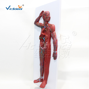Modelo Anatómico de Tejido Linfático Sistémico de Cuerpo Completo en PVC, para Laboratorio de Anatomía Médica, con Certificaciones CE/ISO/ROHS/CNAS - Product Image 3