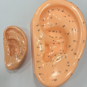 Modèle d'acupuncture auriculaire agrandi de 40 cm avec instructions en anglais – Modèle d'application auriculaire - Product Image 6