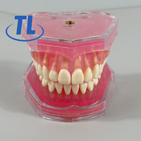 Modèle d'entraînement à l'extraction dentaire, dents détachables avec gencives en silicone souple