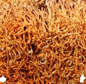 Lien Cordyceps Militaris entier séché naturel de couleur <span class=keywords><strong>orange</strong></span> produit de <span class=keywords><strong>champignons</strong></span> de qualité supérieure - Product Image 2