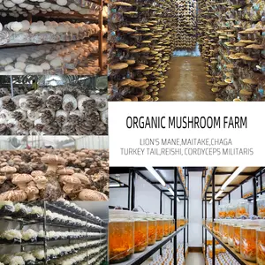 100% Pure 12 Mushroom Complex Extract Powder Capsule Bulk/OEM/Retail Comprehensive Nutrition Unique Formula