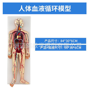 Modèle du système circulatoire humain, outil pédagogique pour l'enseignement de l'anatomie des organes internes, et modèle de démonstration du cœur et du sang - Product Image 3