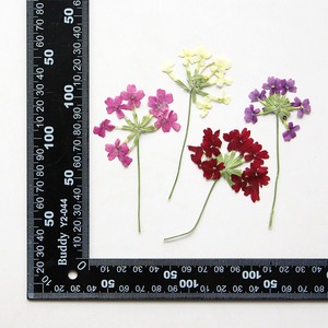 <span class=keywords><strong>Verveine</strong></span> Avec Branches Fleurs Séchées Fleurs Pressées Vraies Feuilles Plantes Signets Pétale Maquillage Fleurs Pressées - Product Image 6