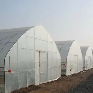 来自中国供应商的高隧道薄膜温室蔬菜种植