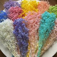 Fleurs de broom bloom préservées de haute qualité en gros, 60 cm, pour la décoration de la maison, de mariages, de la fête des mères et de la Saint-Valentin