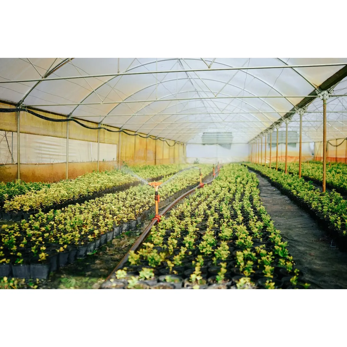 터널 온실 단일 스팬 플라스틱 필름 후프 더블 레이어 Pe 야채 재배를위한 농업 온실