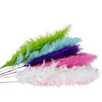 Herbe de pampa géante 80cm moelleux grand bouquet de fleurs d'herbe de pampa humide pour la décoration de la maison herbe de pampa noire