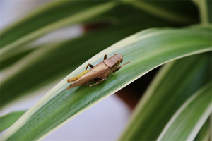 Grasshopper Verde Essiccato al Sole 100% Naturale, Finemente Lavorato, 2-4cm, Alimento per Rettili in Miniatura, Prezzo di Fabbrica, Durata 3 Anni, per la Pelle - Product Image 5
