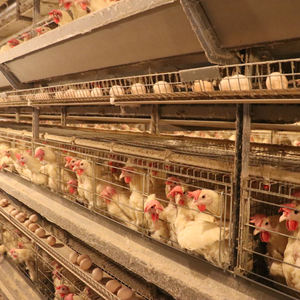 Новое автоматическое оборудование для поднятия курицы H-типа, стальная аккумуляторная клетка с автоматической машиной для сбора яиц - Product Image 1