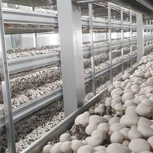 Équipements de production agricole Supports de culture pour champignons à boutons - Product Image 3