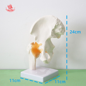 Modèle d'articulation de la hanche humaine FRT028, en PVC, pour la rééducation osseuse et l'enseignement, articulation de la hanche fonctionnelle adulte. - Product Image 1