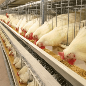 3 tầng/4 tầng tiết kiệm lao động bể nước phân tấm lồng khung Gà Thịt gà lồng cho gia cầm trang trại lớp gia cầm pin lồng - Product Image 6