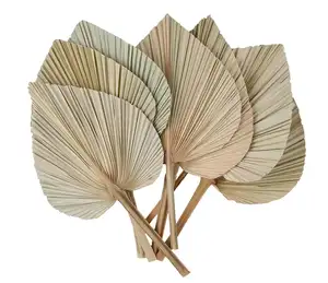 INS best seller delicate dried Palm Leaves for wedding/house/living room/church decoration