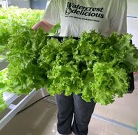 Hydroponique multicouche de la ferme de laitue verticale Reinfa Nft avec LED à spectre complet pour un rendement maximal