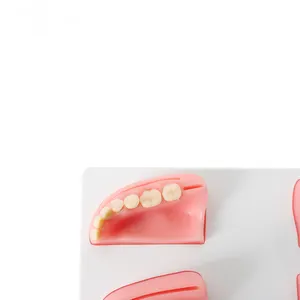 <span class=keywords><strong>Formazione</strong></span> infermieristica in <span class=keywords><strong>scienze</strong></span> mediche Manichino dentale umano per sutura modello <span class=keywords><strong>di</strong></span> <span class=keywords><strong>formazione</strong></span> in Silicone con denti in resina - Product Image 3