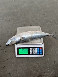 حبار مجمد من جنوب المحيط الهادئ 500-700 جرام كامل الحجم بمعايير تجارية - Product Image 6