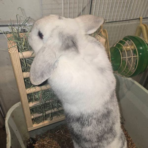 เตียงอุโมงค์ไม้แบบโมเดิร์น ODM/OEM สำหรับกระต่าย เพื่อความสบายและการเล่น - Product Image 6