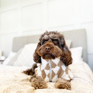 Áo khoác chó sang trọng thiết kế mới của Qiqu Pet Supplies, áo khoác chó ấm áp, áo len lông cừu cho chó, áo khoác thú cưng dành cho chó <span class=keywords><strong>dachshund</strong></span> - Product Image 5