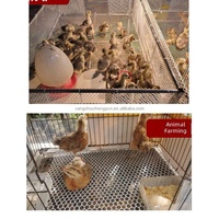 Vente en gros directe usine : Tapis de sol en grillage plastique plat pour poulets, pour cages à volailles et élevage avicole
