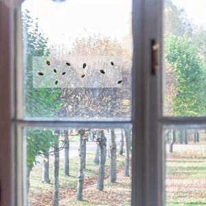 Maison Fenêtre Mouche Colle Pièges Intérieur Autocollant Mouche Attrapeur <span class=keywords><strong>Lady</strong></span> Bug Pièges Mouches Colle Autocollants - Product Image 6