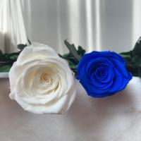 Lovebay Valentijnsdag Enkele Rozen Voor Altijd Roos Met Stengel Lange Stengel Eeuwige Echte Eeuwige Bewaarde Rozen Met Stengel