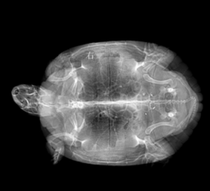 Equipos médicos de rayos <span class=keywords><strong>X</strong></span> asequible rayos <span class=keywords><strong>X</strong></span> <span class=keywords><strong>digital</strong></span> de rayos <span class=keywords><strong>X</strong></span> veterinario Pet DR Kanistar sistemas de radiografía veterinaria de rayos <span class=keywords><strong>X</strong></span> de animales - Product Image 6