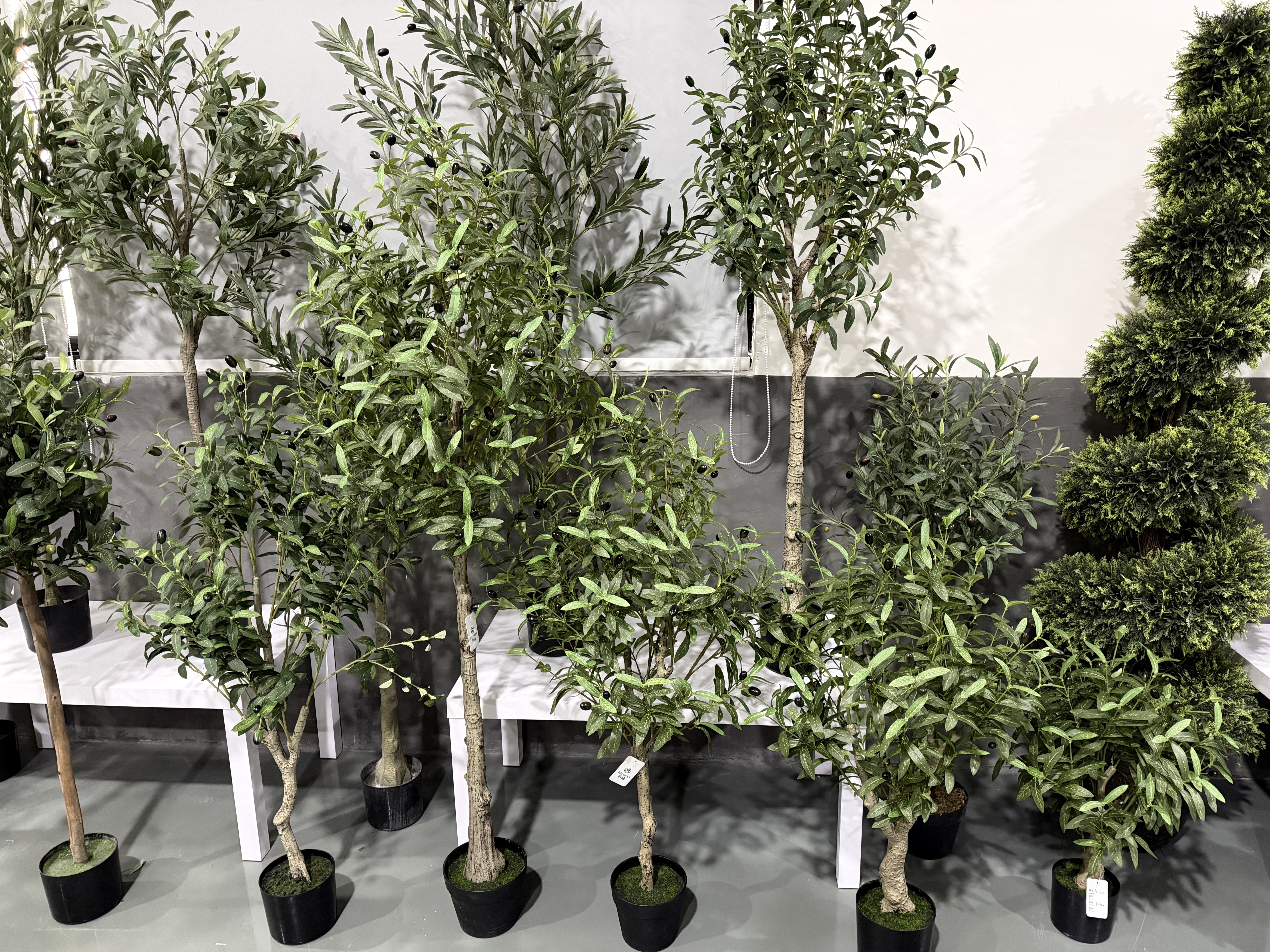 olive tree