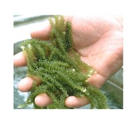 Uvas de Mar Frescas, Uvas de Mar Deshidratadas, Alga Eucheuma Cottonii, Uvas de Mar Secas Akina de Vietnam