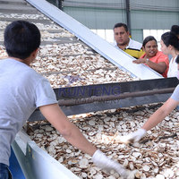 Séchoir à légumes à grande capacité avec bande transporteuse en maille pour tomates, papayes, et tranches de manioc – Ligne de traitement et de séchage