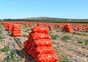 Túi lưới rau màu đỏ cam tốt 53*88, túi dệt, kéo PP, PE, hành tây, khoai tây, rau - Product Image 6