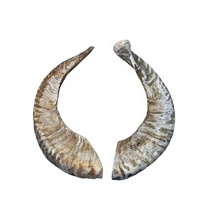Shofar en corne de bélier biologique casher et écologique, FAIZA CRAFT, 10"-15", sculpté, poli, finition naturelle légère, sans parfum - Product Image 1